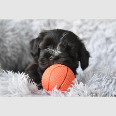 Collection image for: Hond