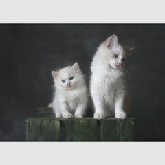 Collection image for: Kat